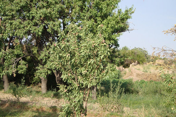 تصویر مرتبط