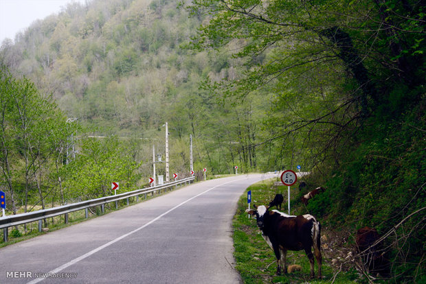 Chalous road