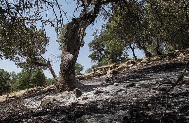 آتش‌سوزی جنگل‌ها و مراتع کوه «کیالان» پلدختر مهار شد
