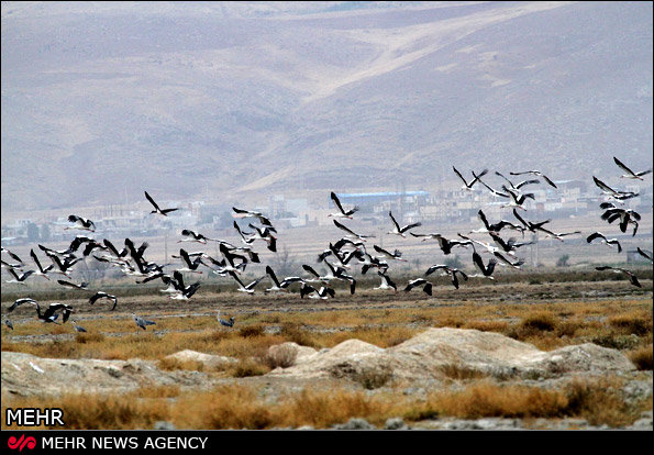 سرشماری پرندگان آبزی وکنارآبزی آغاز شد/ حکم محیط زیستی یک دادستان