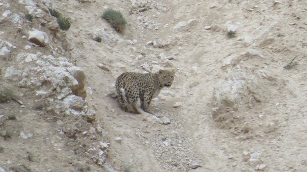 3rd Persian leopard spotted in Semnan