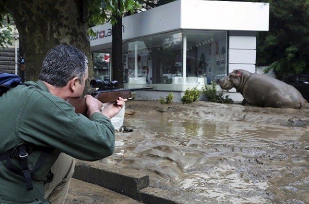 حيوانات مفترسة في شوارع العاصمة الجورجية