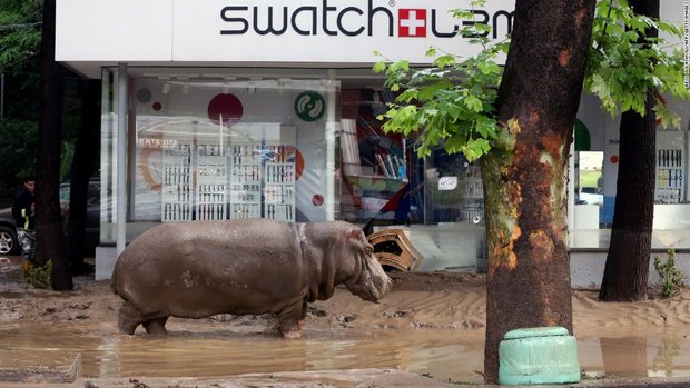 Animals wandering in city