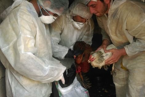 آنفلوانزای مرغی در دماوند و فیروزکوه هم مشاهده شد
