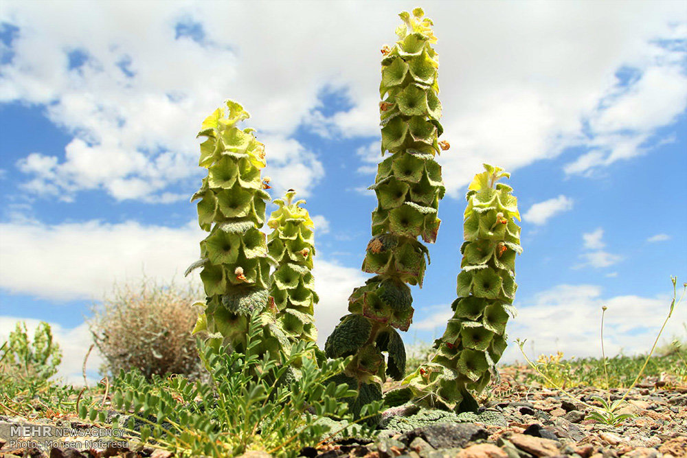 «روستاگردی» گنج پنهان گردشگریِ خراسان جنوبی/زیرساختها را دریابیم