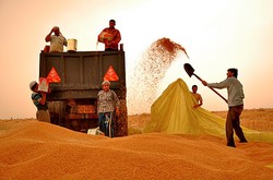 خرید تضمینی ۱۳۰۰۰۰ تن گندم در کرمانشاه/ اتمام خرید مناطق گرمسیری