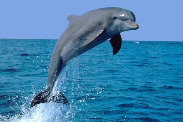 شناسایی سه گونه دلفین در آب های جزيره قشم