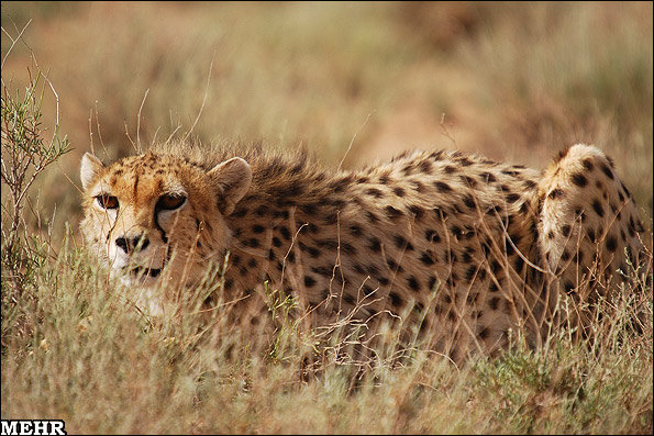 Asiatic Cheetah spotted in NE Iran