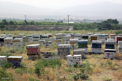 سالانه ۵۳۰ تن عسل در قائم‌شهر تولید می‌شود/ جمع‌آوری مرغ‌ زنده
