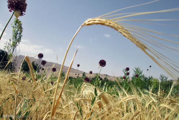 خشکسالی به کاهش تولید گندم در همدان دامن زد/لزوم تغییر ارقام کشت