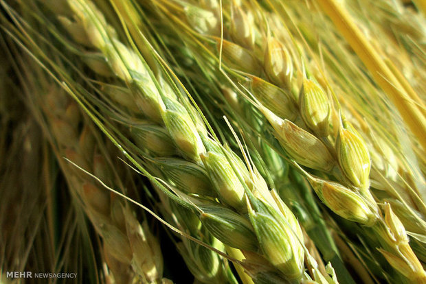 ۳۴ درصد مطالبات گندم کشاورزان زنجانی پرداخت‌ شده است 