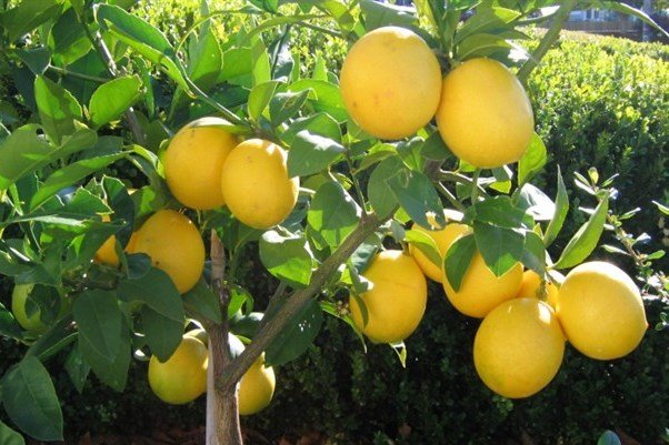 قاچاق میوه منجر به نابودی باغات لیموترش شد