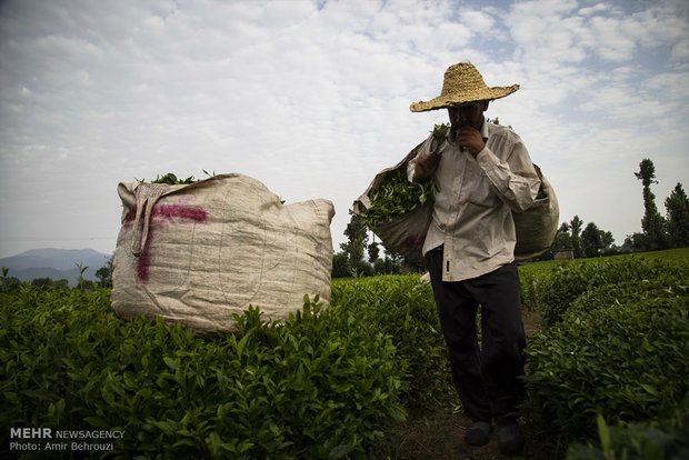 Tea-picking in Maklavan