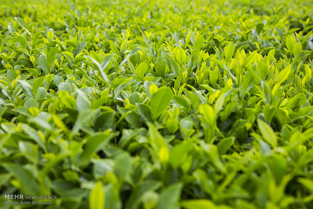 Tea-picking in Maklavan