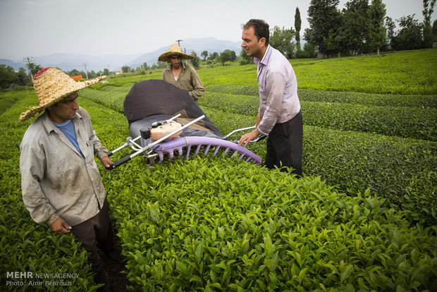 Tea-picking in Maklavan