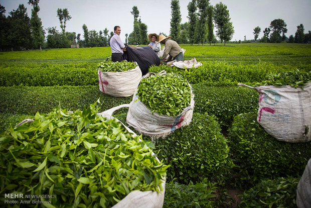 Tea-picking in Maklavan