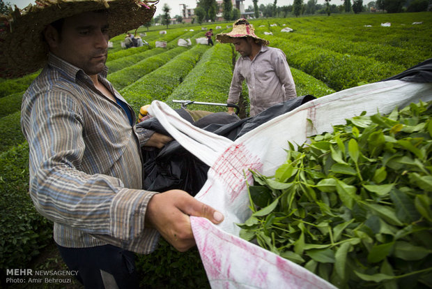 Tea-picking in Maklavan