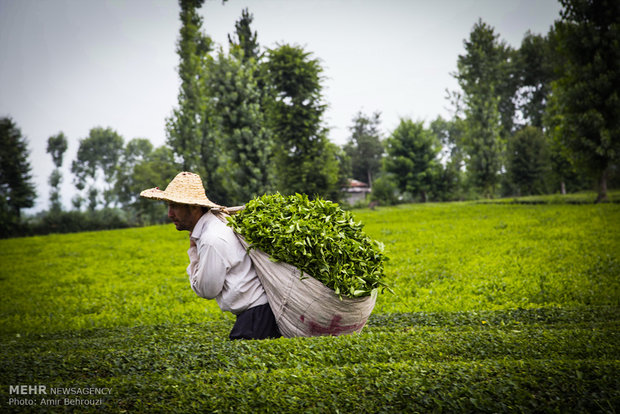 Tea-picking in Maklavan