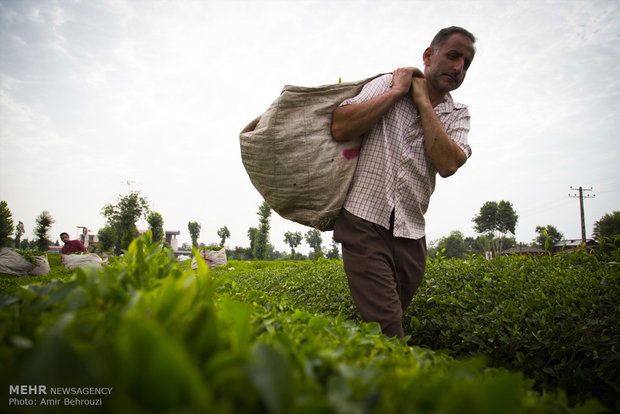 Tea-picking in Maklavan