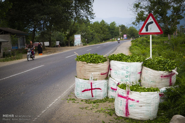 Tea-picking in Maklavan