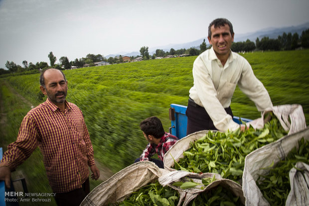 Tea-picking in Maklavan