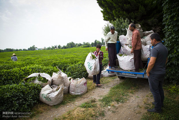 Tea-picking in Maklavan