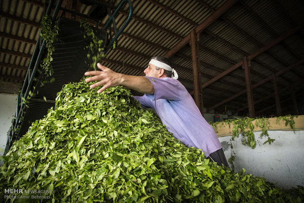 Tea-picking in Maklavan