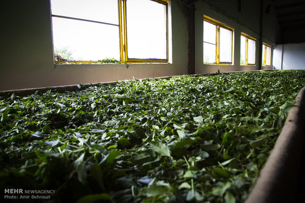 Tea-picking in Maklavan