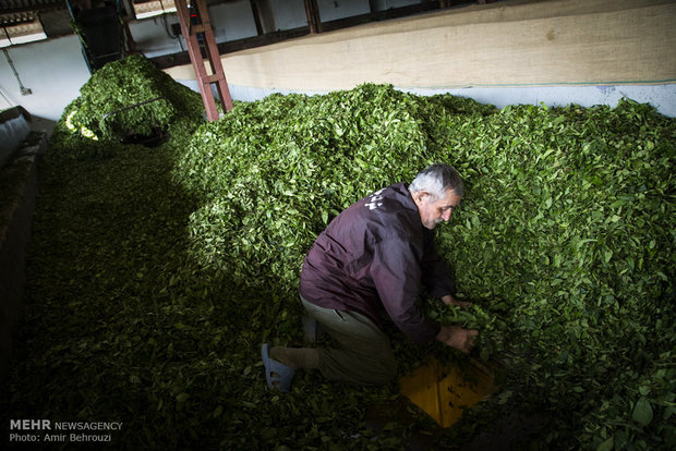 Tea-picking in Maklavan