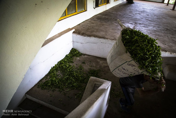 Tea-picking in Maklavan