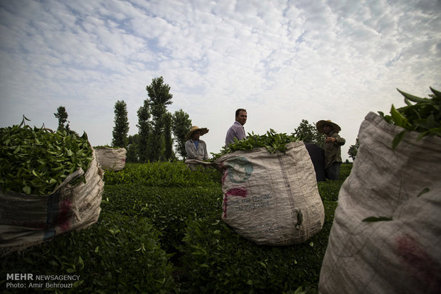 Tea-picking in Maklavan