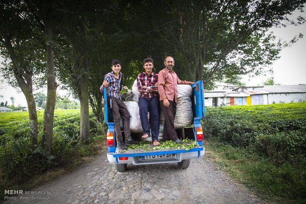 Tea-picking in Maklavan