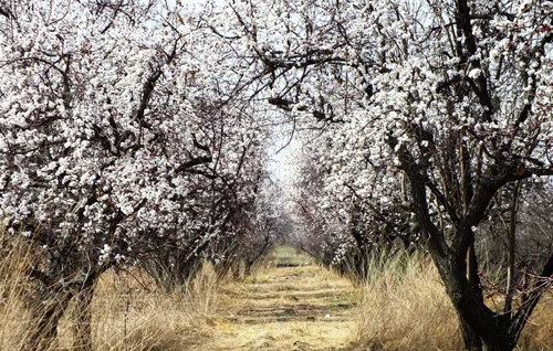 دیو کم‌آبی درغفلت مسئولان برای درختان باغ سیب کرج خط‌ونشان می‌کشد