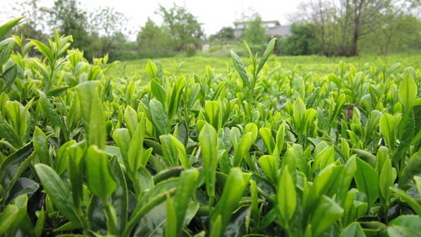 برداشت ۵۷ هزار تن برگ سبز چای/ کاهش ۳ درصدی تولید 