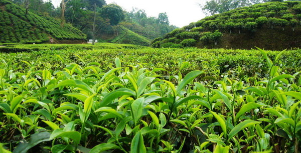 رشد ۱۴ درصدی تولید برگ سبزچای/ احیای ۳ هزار هکتار باغ چای مخروبه