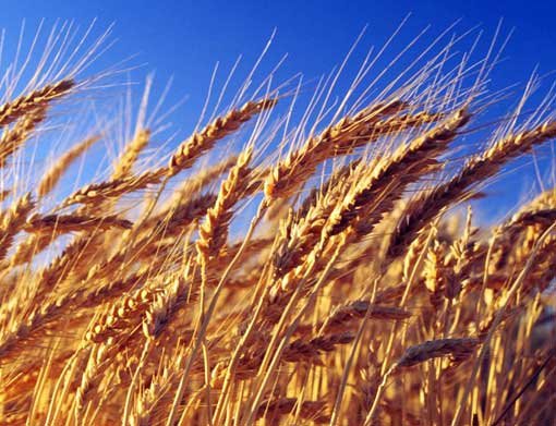 خرید ۸ میلیون تن گندم از کشاورزان/ کاهش واردات در سال‌جاری 