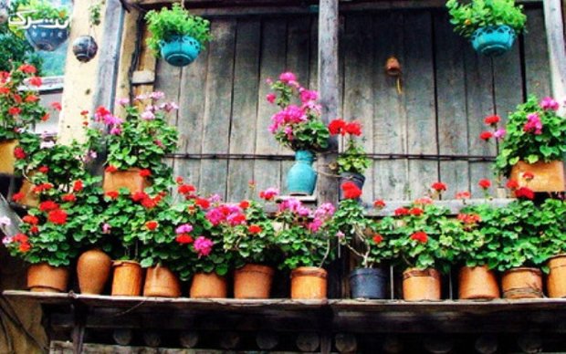 اولین جشنواره گل های شمعدانی در رشت برگزار می شود