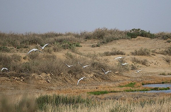 کابوسِ ادامه دار خشکیدگی گاوخونی/ تالاب بی تاب آب است