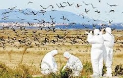 موردی از آنفولانزای فوق حاد پرندگان در کرمانشاه مشاهده نشده است