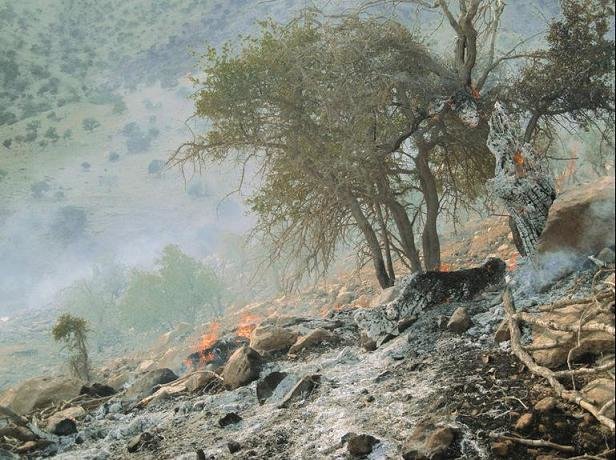 آتش سوزی جنگلهای «کوه چارتا» پلدختر مهار شد