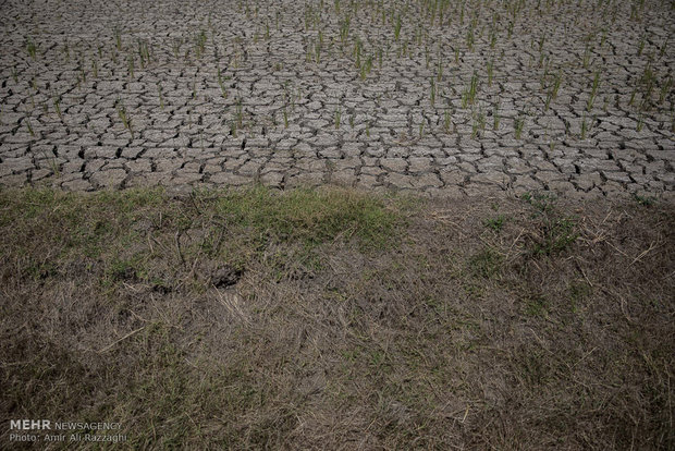 کمبود آب و خشکسالی در شالیزارهای مازندران