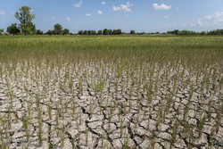 کمبود آب در بخش کشاورزی شهریار مورد توجه قرار گیرد