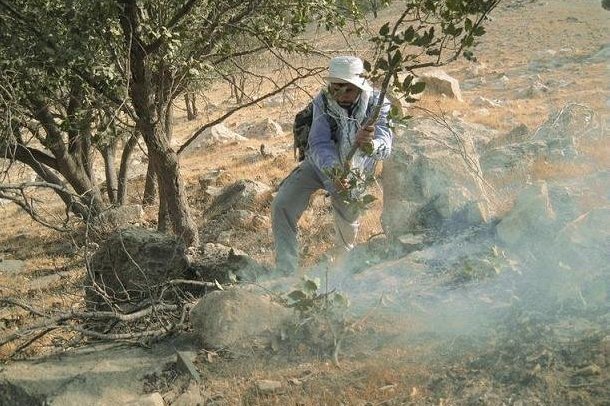 بخش زیادی از آتش جنگلهای سیروان ایلام مهار شد