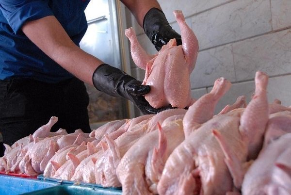 ۳۸۰ واحد مرغداری در ایلام فعالیت دارند/ تولید ۵۰ هزار تن گوشت مرغ