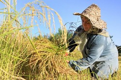 انتقاد شدید از واردات ۱.۵ میلیون تن برنج/ایران تجارت برنج می‌کند؟