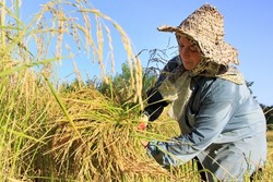 افزایش کیفیت برنج تولیدی در سال‌جاری/ میزان تولید ۲ میلیون تن است