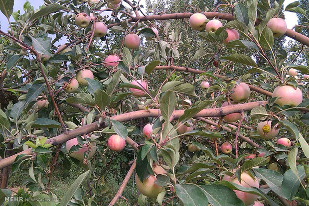 عطر «سیب گلاب» تابستان بروجرد را گرفت/ پیشبینی برداشت ۱۷ هزار تن