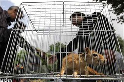 بازار غیر مجاز خرید و فروش حیوانات خانگی ساماندهی می شود