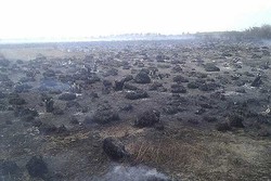 آتش سوزی درپناهگاه حیات وحش «ورمنجه»/ ۱۸ هکتار مرتع در آتش سوخت