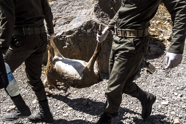 تلفات طاعون در نشخوارکنندگان هفتادقله اراک